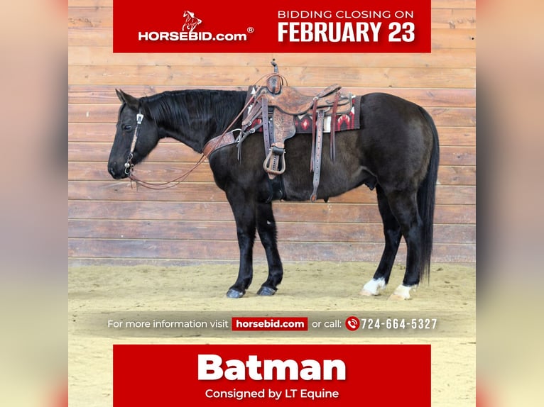 American Quarter Horse Wallach 11 Jahre 152 cm Rappe in Clarion