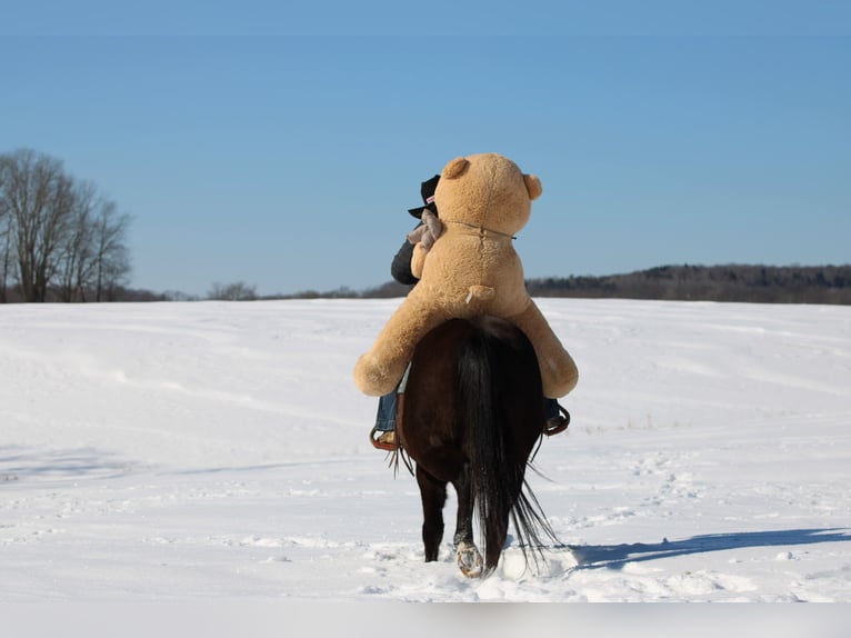 American Quarter Horse Wallach 11 Jahre 152 cm Rappe in Clarion