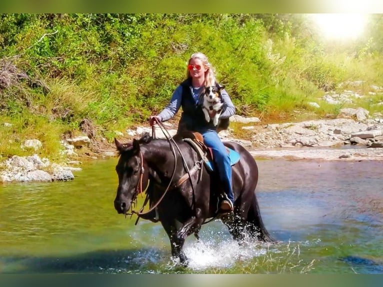 American Quarter Horse Wallach 11 Jahre 152 cm Rappe in Stephenville, TX