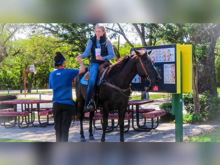 American Quarter Horse Wallach 11 Jahre 152 cm Rappe in Stephenville, TX