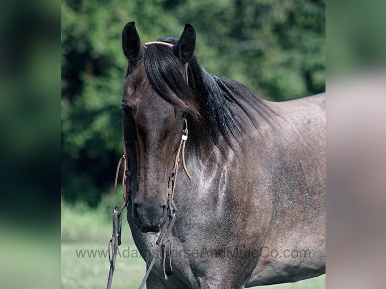 American Quarter Horse Wallach 11 Jahre 152 cm Roan-Blue in Mount Vernon