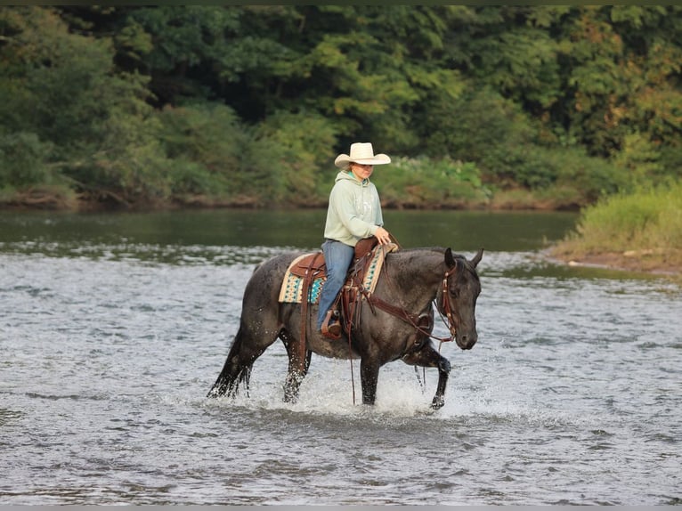 American Quarter Horse Wallach 11 Jahre 152 cm Roan-Blue in Clarion