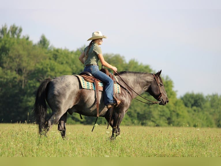 American Quarter Horse Wallach 11 Jahre 152 cm Roan-Blue in Clarion