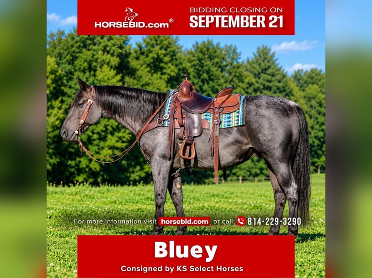 American Quarter Horse Wallach 11 Jahre 152 cm Roan-Blue in Clarion