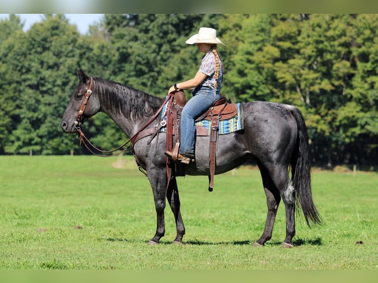 American Quarter Horse Wallach 11 Jahre 152 cm Roan-Blue in Clarion