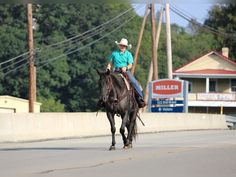 American Quarter Horse Wallach 11 Jahre 152 cm Roan-Blue in Clarion