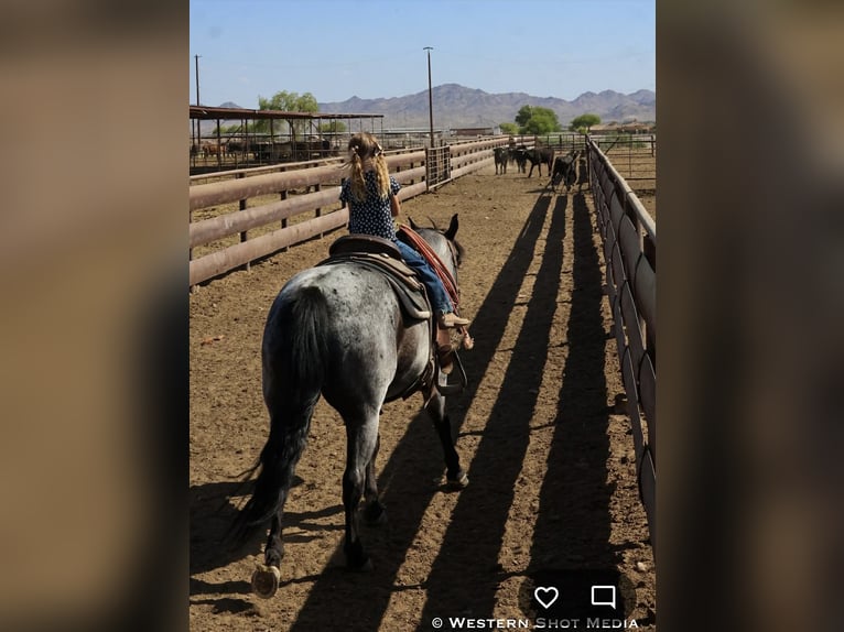 American Quarter Horse Wallach 11 Jahre 152 cm Roan-Blue in Purdy