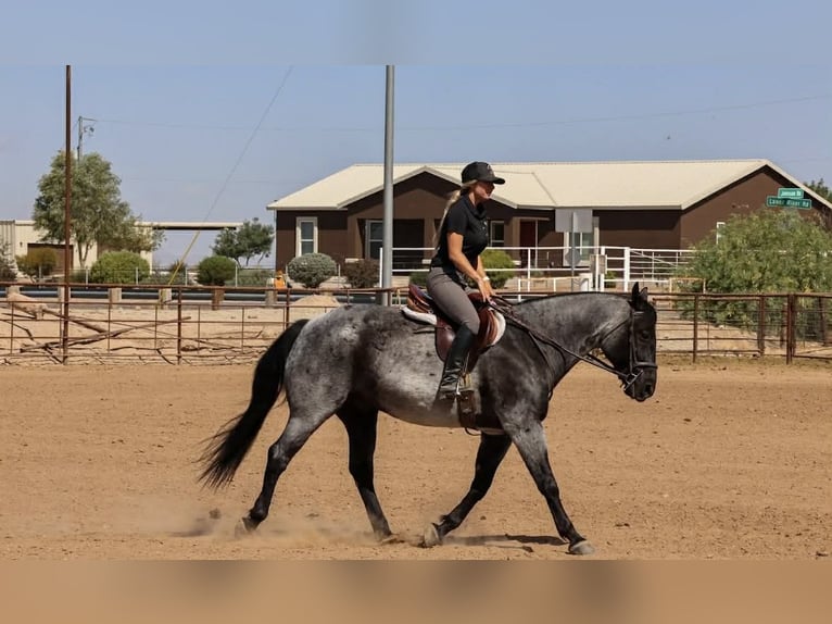 American Quarter Horse Wallach 11 Jahre 152 cm Roan-Blue in Purdy