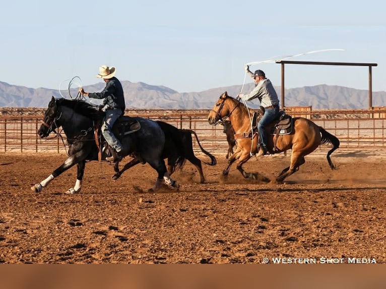 American Quarter Horse Wallach 11 Jahre 152 cm Roan-Blue in Purdy