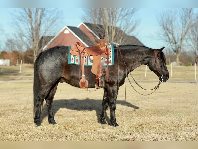 American Quarter Horse Wallach 11 Jahre 152 cm Roan-Blue in Purdy