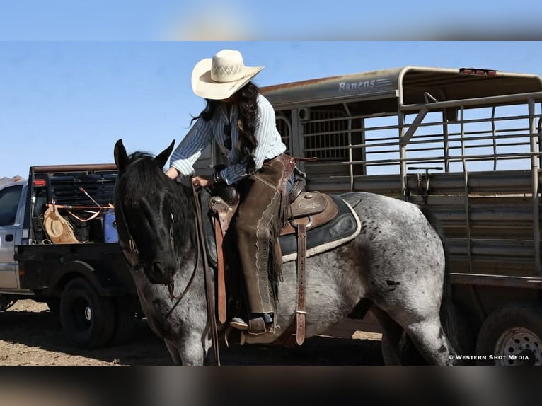 American Quarter Horse Wallach 11 Jahre 152 cm Roan-Blue in Purdy