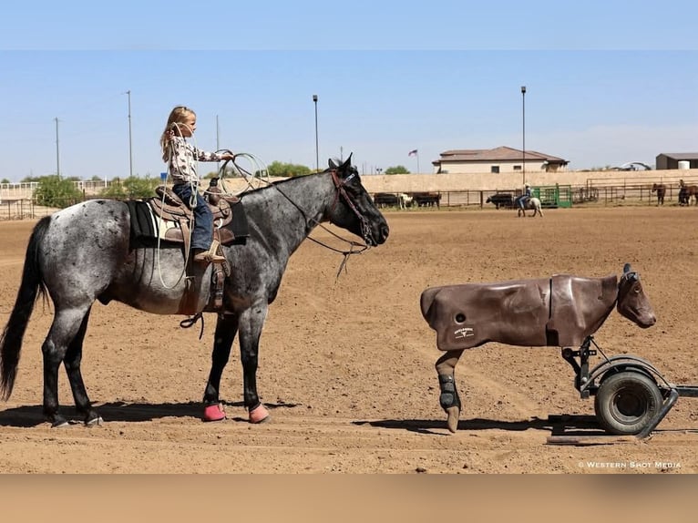 American Quarter Horse Wallach 11 Jahre 152 cm Roan-Blue in Purdy