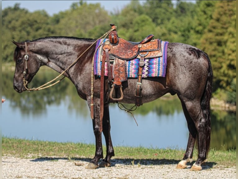American Quarter Horse Wallach 11 Jahre 152 cm Roan-Blue in Robards