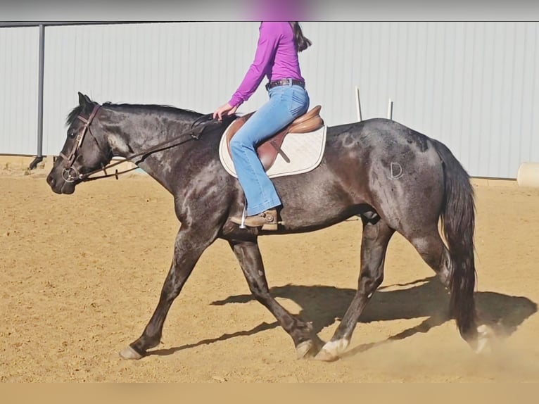 American Quarter Horse Wallach 11 Jahre 152 cm Roan-Blue in Robards