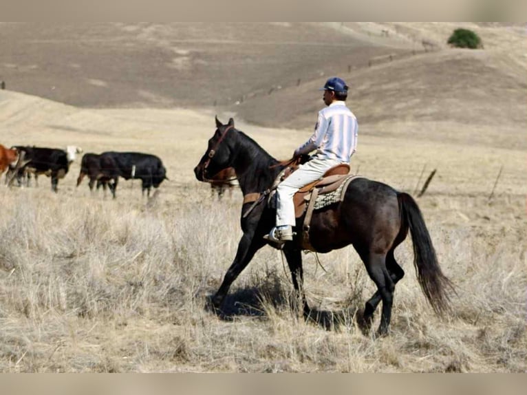 American Quarter Horse Wallach 11 Jahre 152 cm Roan-Blue in Paicines CA