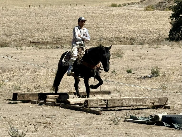 American Quarter Horse Wallach 11 Jahre 152 cm Roan-Blue in Paicines CA