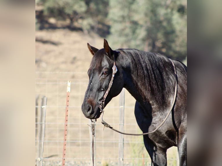 American Quarter Horse Wallach 11 Jahre 152 cm Roan-Blue in Paicines CA