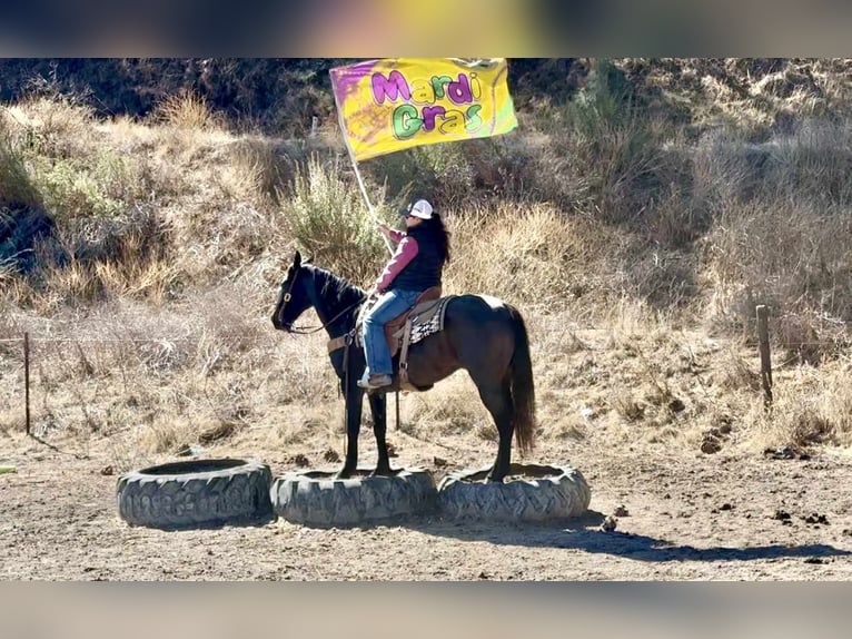 American Quarter Horse Wallach 11 Jahre 152 cm Roan-Blue in Paicines CA