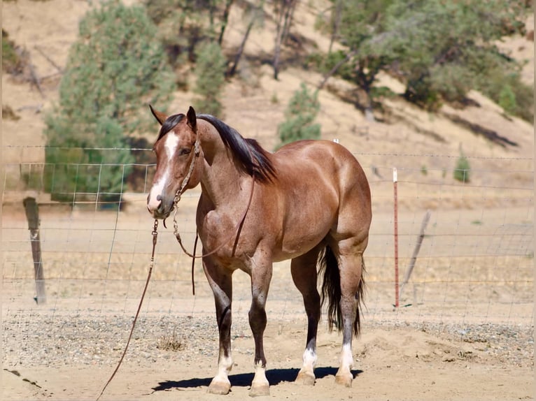 American Quarter Horse Wallach 11 Jahre 152 cm Roan-Red in Tres Pinos