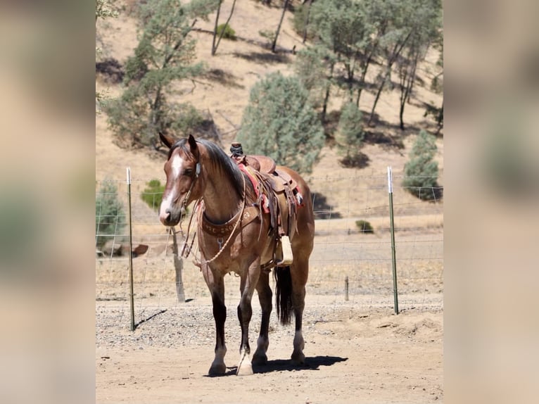 American Quarter Horse Wallach 11 Jahre 152 cm Roan-Red in Tres Pinos