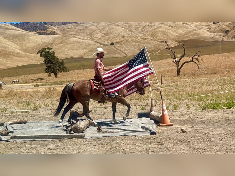 American Quarter Horse Wallach 11 Jahre 152 cm Roan-Red in Tres Pinos
