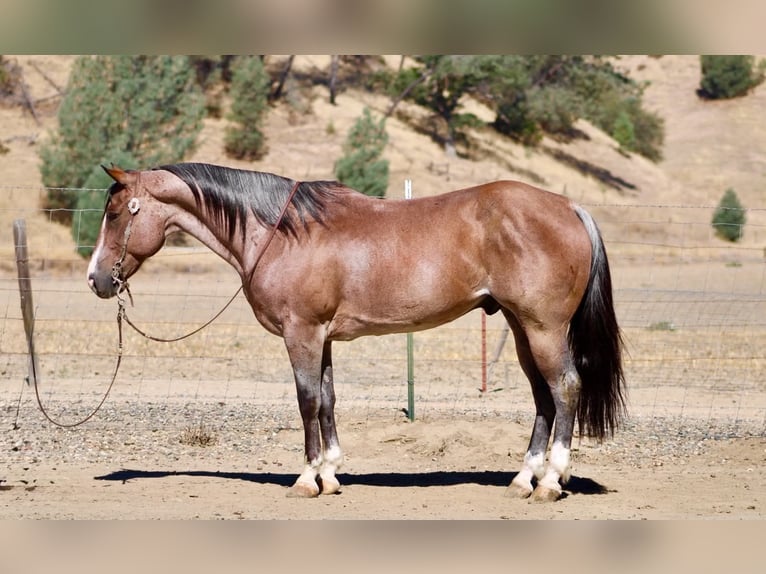 American Quarter Horse Wallach 11 Jahre 152 cm Roan-Red in Tres Pinos