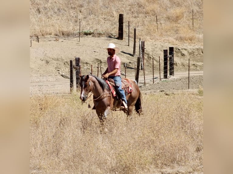 American Quarter Horse Wallach 11 Jahre 152 cm Roan-Red in Tres Pinos