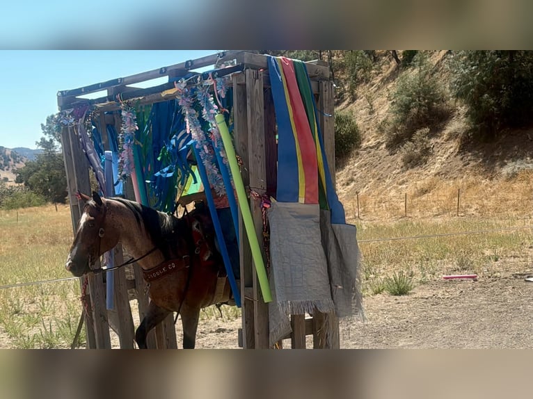 American Quarter Horse Wallach 11 Jahre 152 cm Roan-Red in Tres Pinos