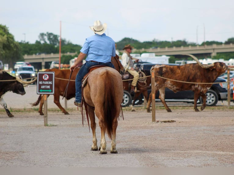 American Quarter Horse Wallach 11 Jahre 152 cm Roan-Red in Stephenville TX