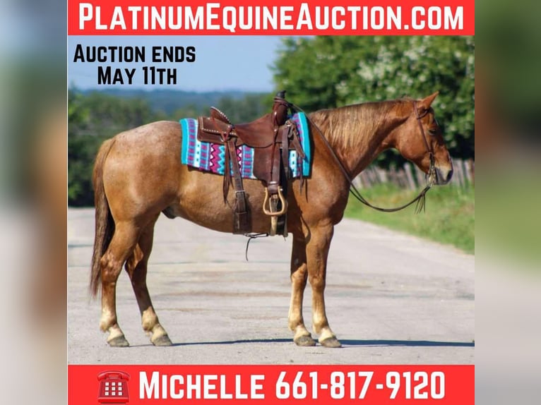 American Quarter Horse Wallach 11 Jahre 152 cm Roan-Red in Stephenville TX
