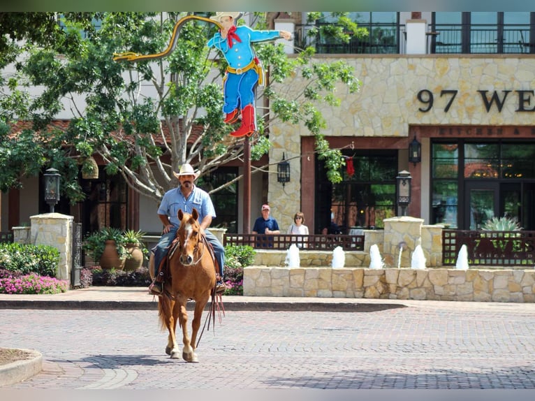 American Quarter Horse Wallach 11 Jahre 152 cm Roan-Red in Stephenville TX