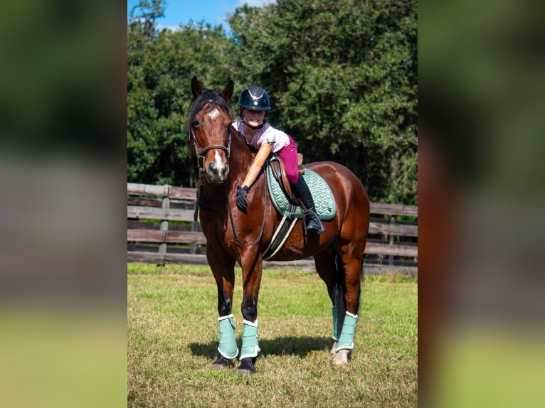 American Quarter Horse Wallach 11 Jahre 152 cm Rotbrauner in Ocala