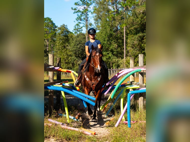 American Quarter Horse Wallach 11 Jahre 152 cm Rotbrauner in Ocala