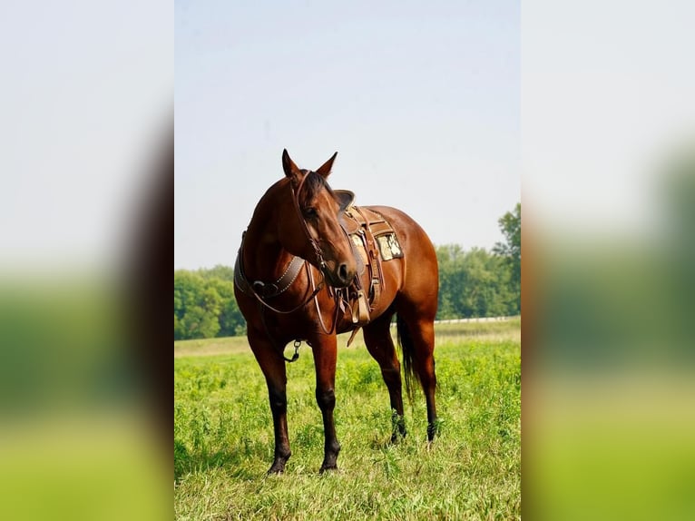 American Quarter Horse Wallach 11 Jahre 152 cm Rotbrauner in Valley Springs, SD