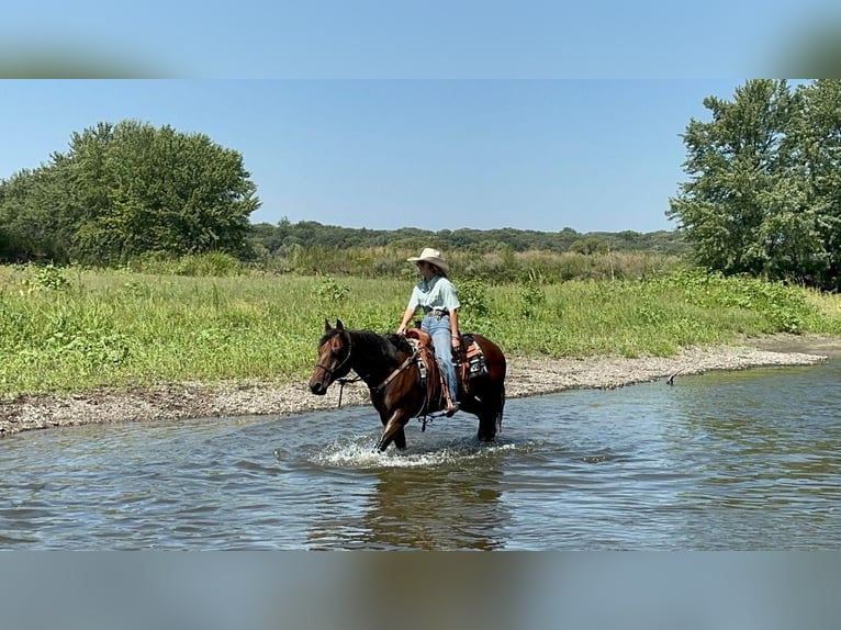 American Quarter Horse Wallach 11 Jahre 152 cm Rotbrauner in Valley Springs, SD