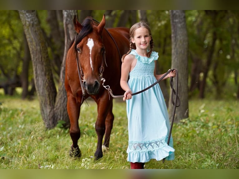 American Quarter Horse Mix Wallach 11 Jahre 152 cm Rotbrauner in Valley Springs, SD