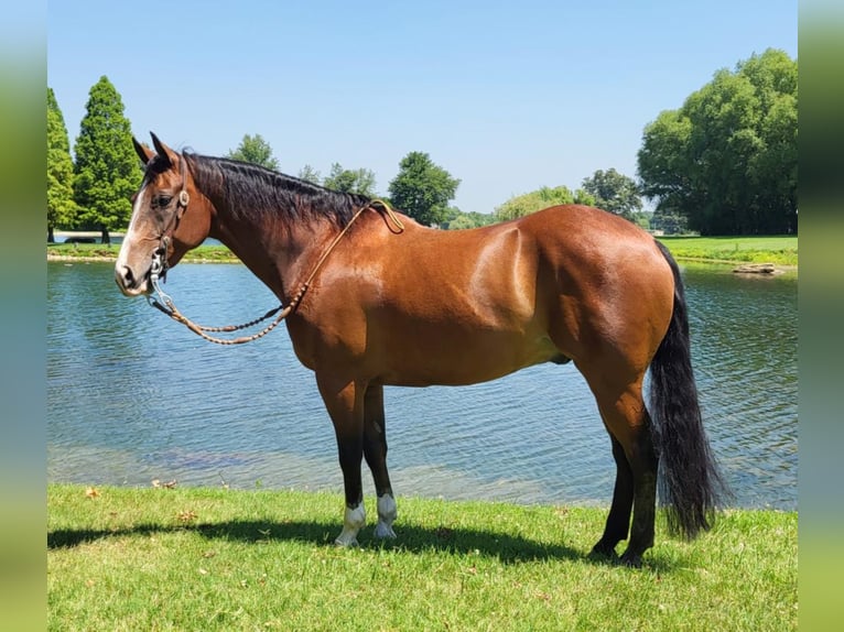 American Quarter Horse Wallach 11 Jahre 152 cm Rotbrauner in Robards, KY