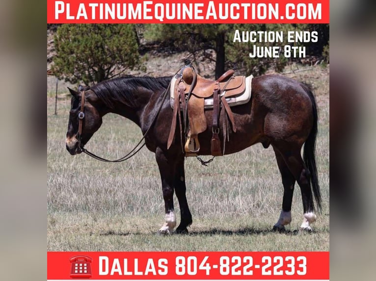 American Quarter Horse Wallach 11 Jahre 152 cm Rotbrauner in Camp Verde AZ