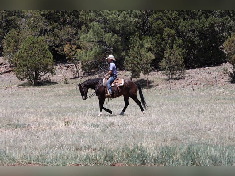 American Quarter Horse Wallach 11 Jahre 152 cm Rotbrauner in Camp Verde AZ