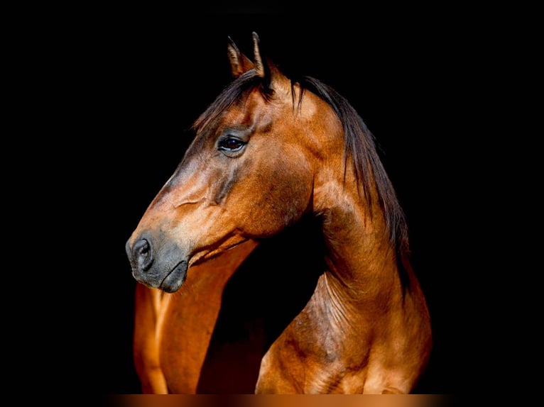 American Quarter Horse Wallach 11 Jahre 152 cm Rotbrauner in Weatherford TX