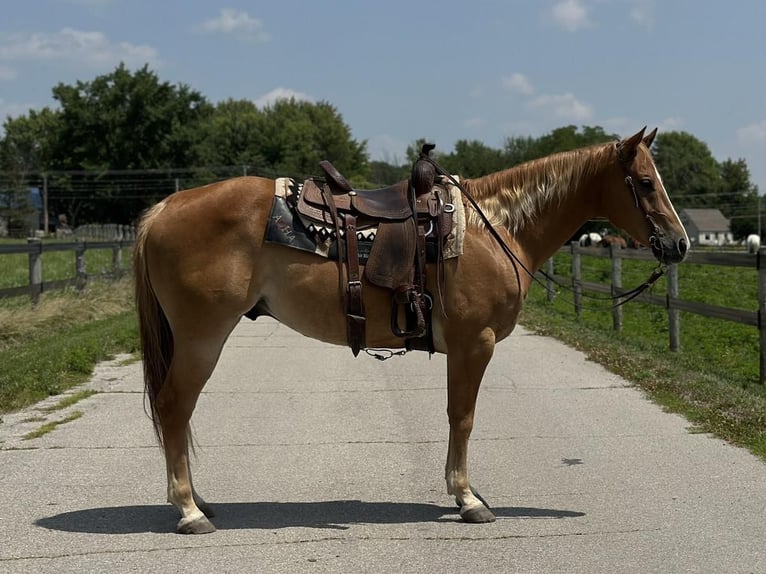 American Quarter Horse Wallach 11 Jahre 152 cm Rotfuchs in Muncie, IN