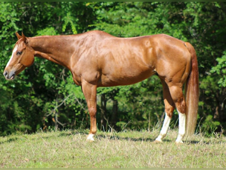 American Quarter Horse Wallach 11 Jahre 152 cm Rotfuchs in Whitesboro