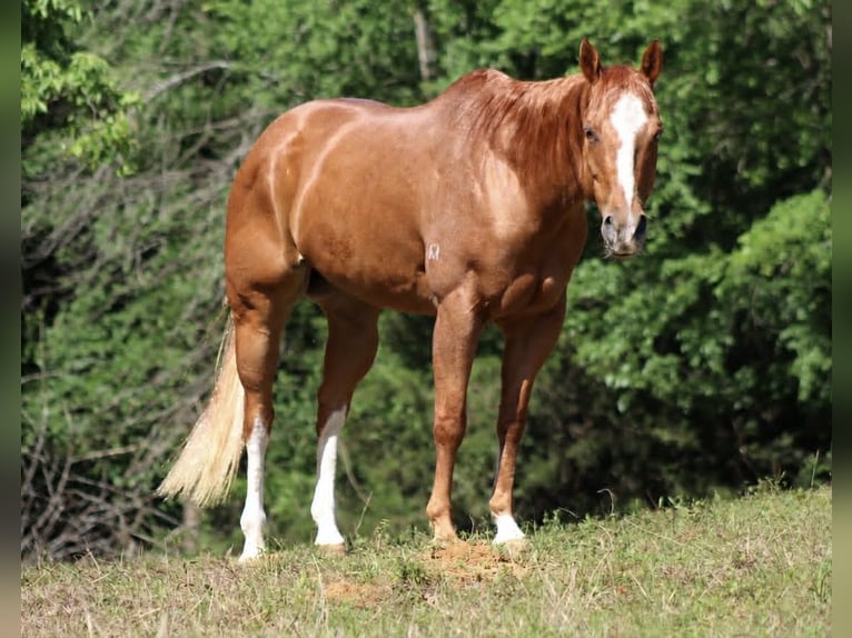 American Quarter Horse Wallach 11 Jahre 152 cm Rotfuchs in Whitesboro
