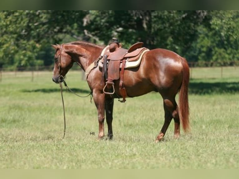 American Quarter Horse Wallach 11 Jahre 152 cm Rotfuchs in Crescent