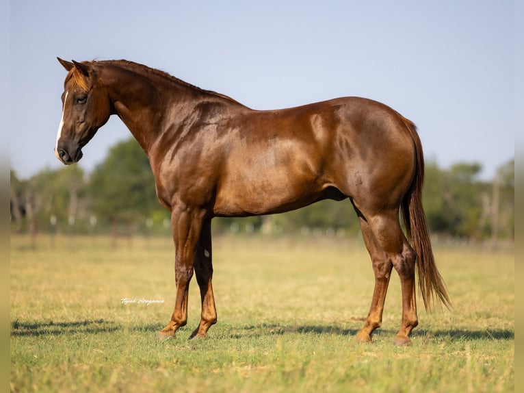 American Quarter Horse Wallach 11 Jahre 152 cm Rotfuchs in Crescent