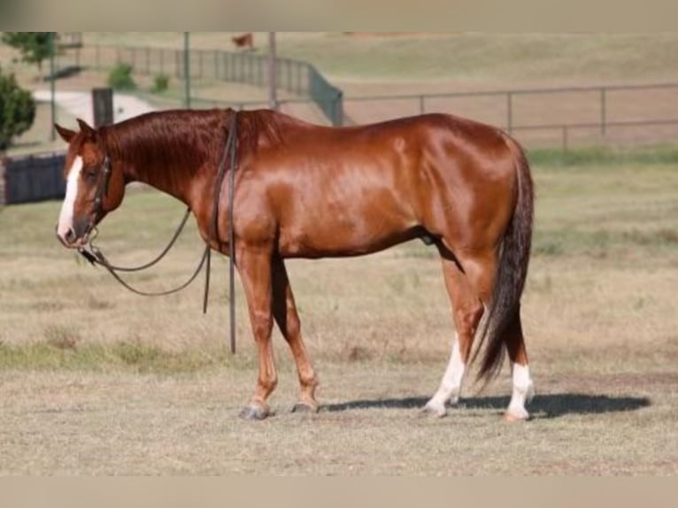 American Quarter Horse Wallach 11 Jahre 152 cm Rotfuchs in Pilot Point, TX