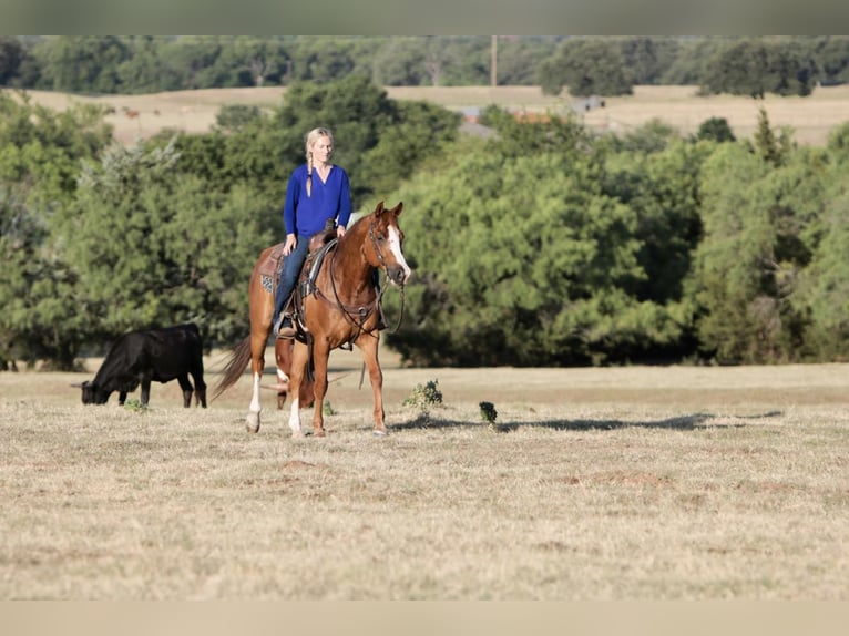 American Quarter Horse Wallach 11 Jahre 152 cm Rotfuchs in Pilot Point, TX