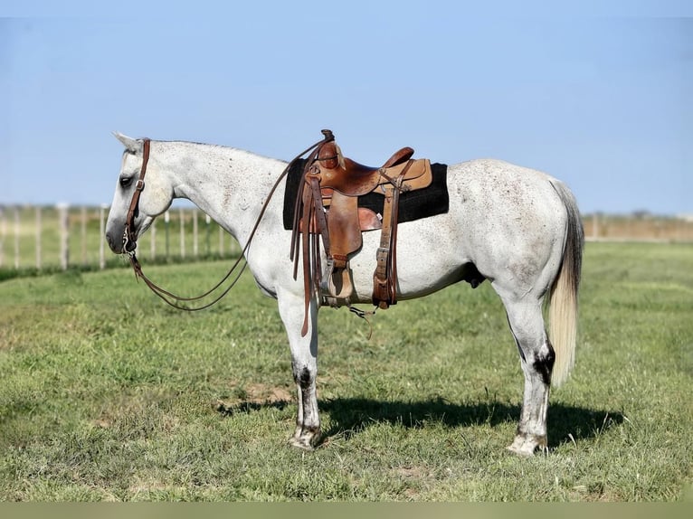 American Quarter Horse Wallach 11 Jahre 152 cm Schimmel in Amarillo, TX