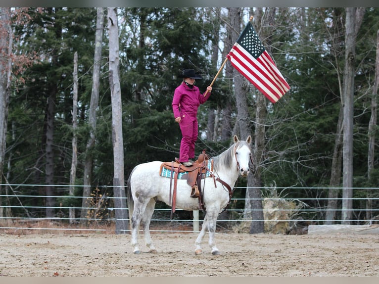 American Quarter Horse Wallach 11 Jahre 152 cm Schimmel in Clarion