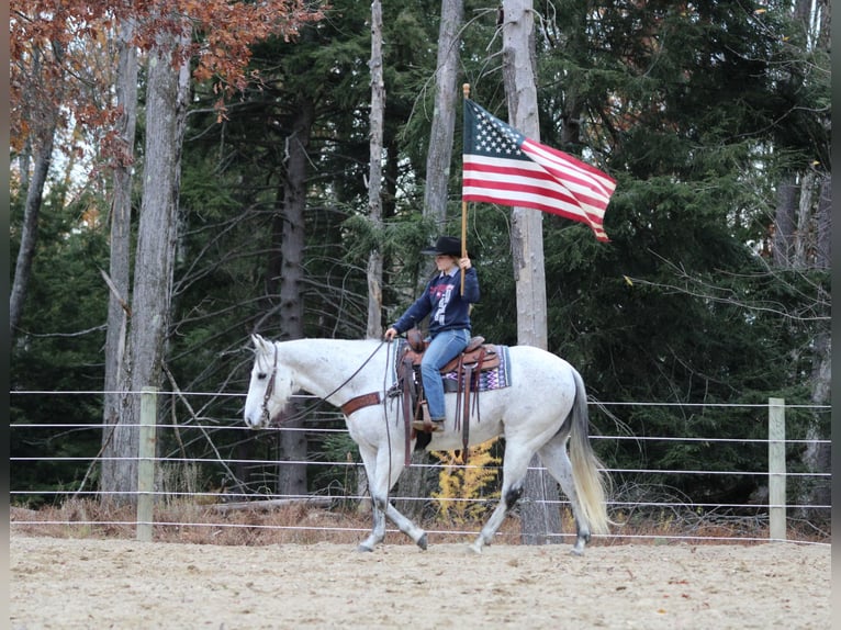 American Quarter Horse Wallach 11 Jahre 152 cm Schimmel in Clarion